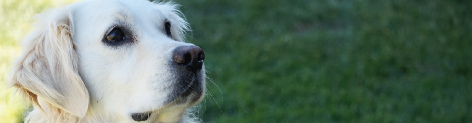 Animal Licensing